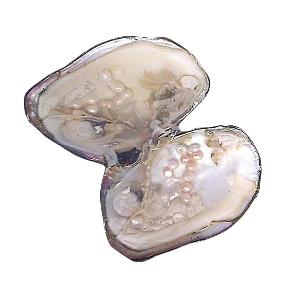 Freshwater Pearl Oyster DIY Kit