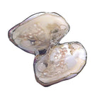 Freshwater Pearl Oyster DIY Kit