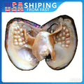 Freshwater Pearl Oyster DIY Kit