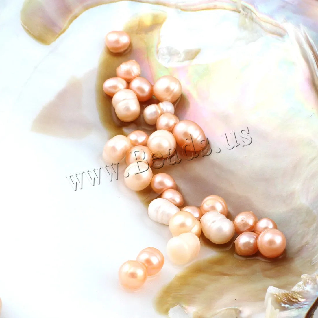 Freshwater Pearl Oyster DIY Kit