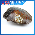 Freshwater Pearl Oyster DIY Kit