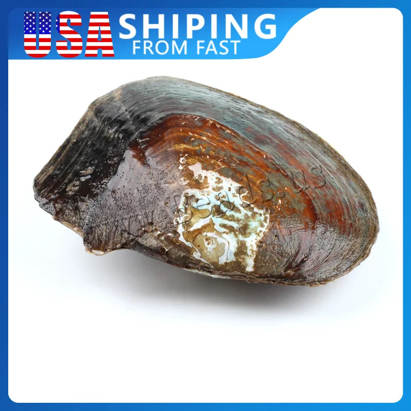 Freshwater Pearl Oyster DIY Kit