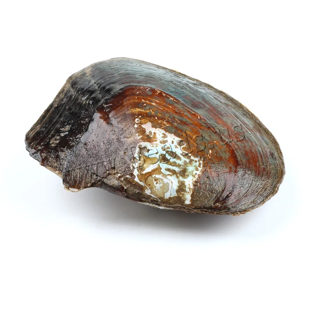 Freshwater Pearl Oyster DIY Kit