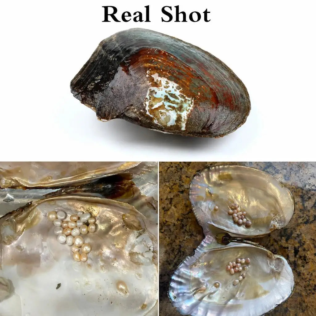 Freshwater Pearl Oyster DIY Kit