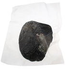 Freshwater Pearl Oyster DIY Kit