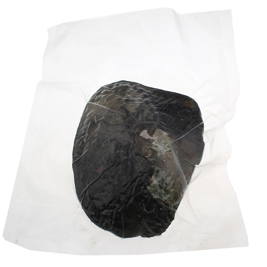 Freshwater Pearl Oyster DIY Kit